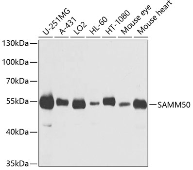 Western blot analysis of extracts of various cell lines, using SAMM50 antibody  at 1:1000 dilution