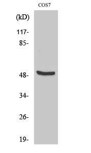 a06850 tfdp2 primary antibodies wb testing 2