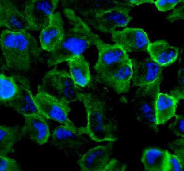 a06852 amotl2 primary antibodies if testing 1