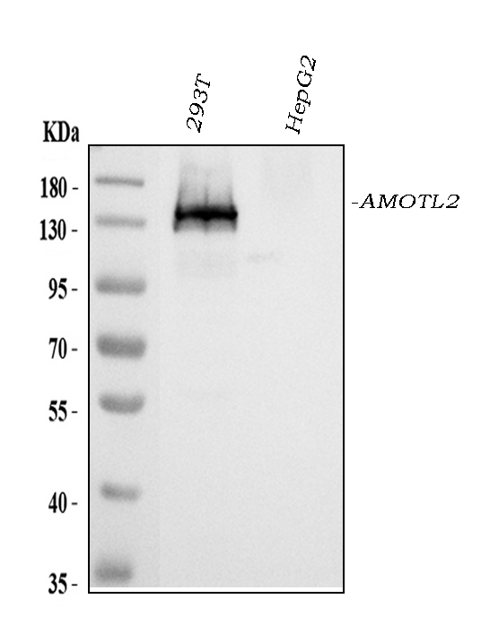 a06852 amotl2 primary antibodies wb testing 1