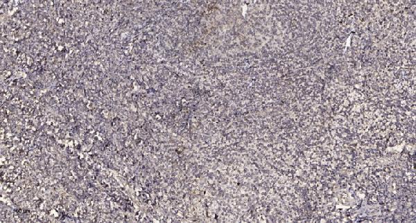 a06857s554 acap1 primary antibodies ihc testing 1