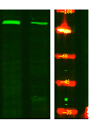 a06857s554 acap1 primary antibodies wb testing 2