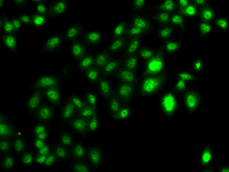 Immunofluorescence analysis of U20S cell using CBFA2T2 antibody