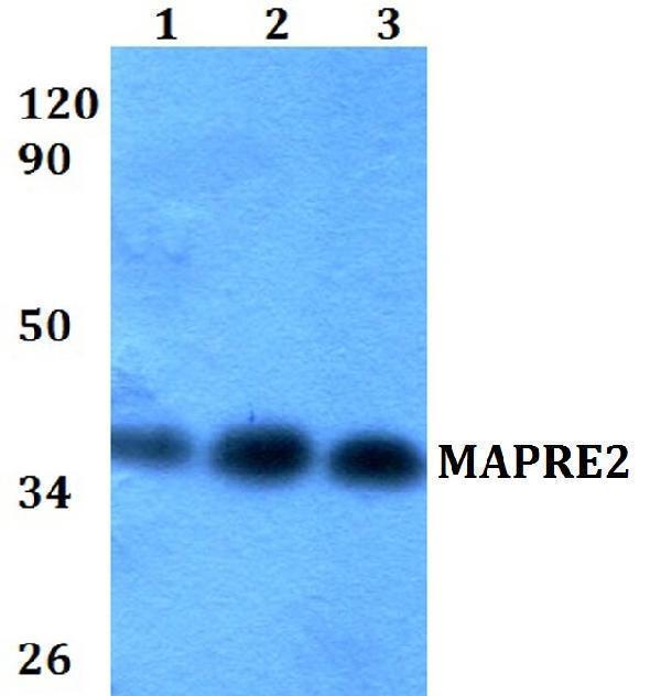 a06859 mapre2 primary antiboties wb testing 1