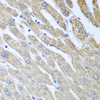 a06862 fut6 primary antiboties ihc testing 2