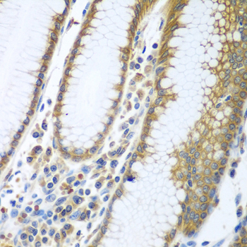 a06862 fut6 primary antiboties ihc testing 3