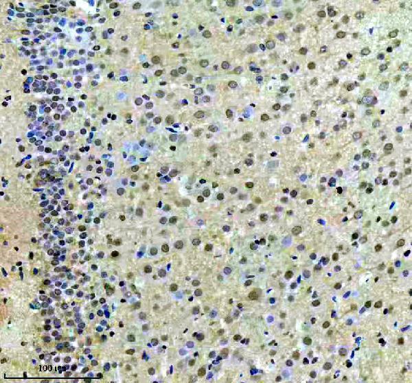 IHC analysis of CXXC5 using anti-CXXC5 antibody (A06865-1)