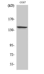 a06867 nfrkb primary antibodyes wb testing 1