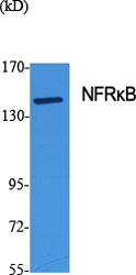 a06867 nfrkb primary antibodyes wb testing 2