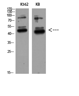 a06869 gdf3 primary antibodyes wb testing 2