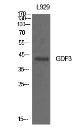 a06869 gdf3 primary antibodyes wb testing 3