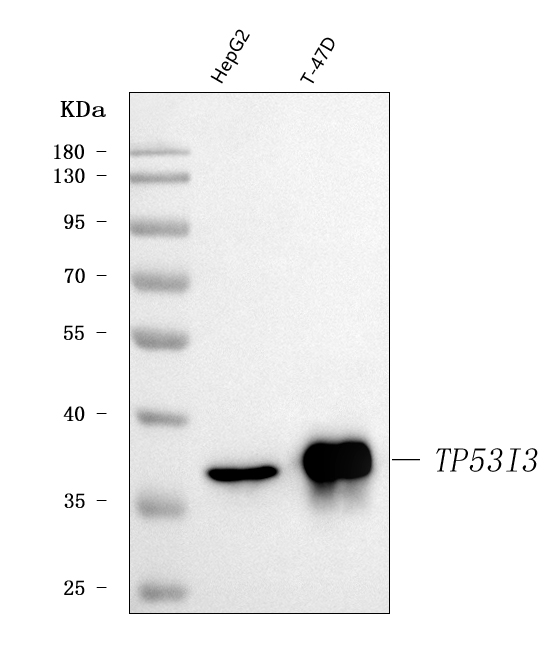  Western blot analysis of PIG3/TP53I3 using anti-PIG3/TP53I3 antibody (A06870-3)