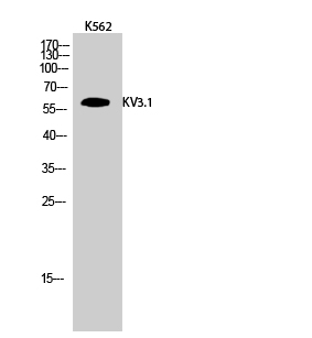 Western Blot analysis of K562 cells using KV3