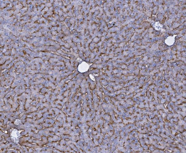 a06872 1 slc10a1 primary antibodies ihc testing 2