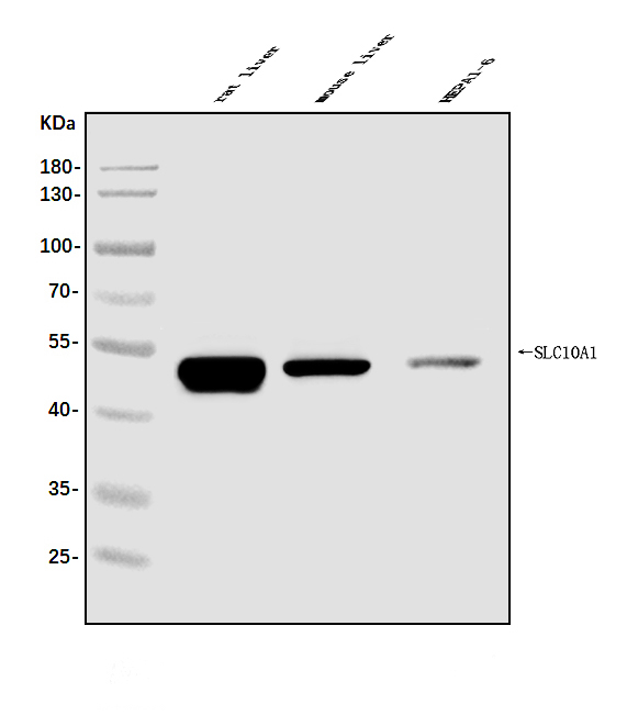 a06872 1 slc10a1 primary antibodies wb testing 1