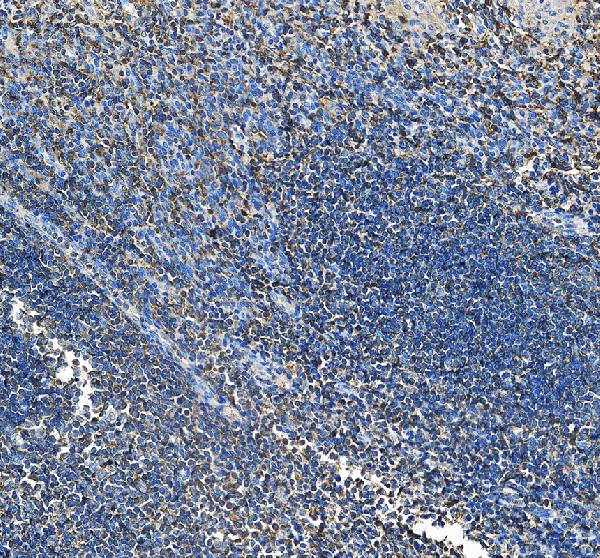 a06874 2 arpc3 primary antibodies ihc testing 4