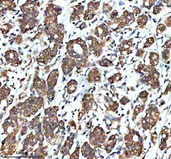a06877 padi2 primary antibodies ihc testing 2