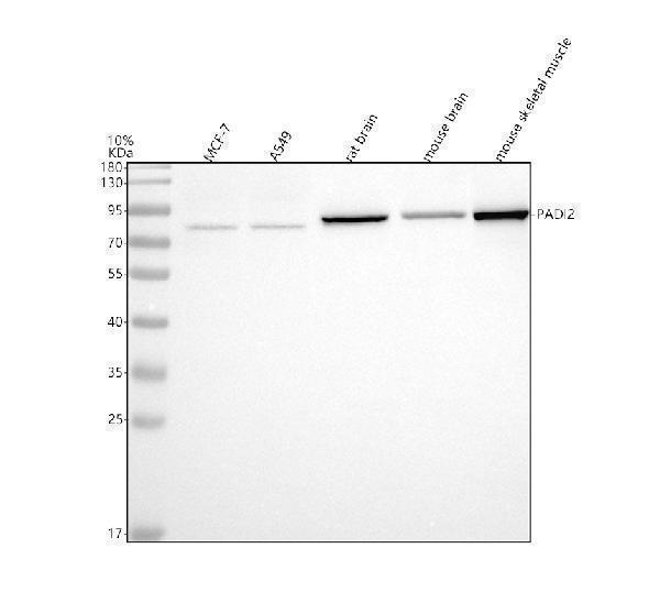 a06877 padi2 primary antibodies wb testing 1