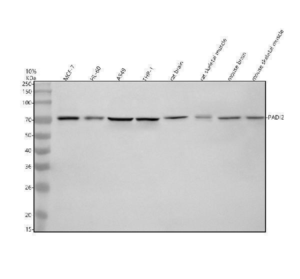 a06877 padi2 primary antibodies wb testing 1_1
