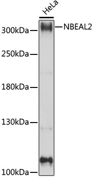 Western blot analysis of extracts of HeLa cells, using NBEAL2 antibody  at 1:1000 dilution