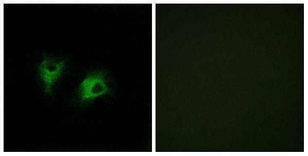 a06880 celsr2 primary antibodies if testing 1