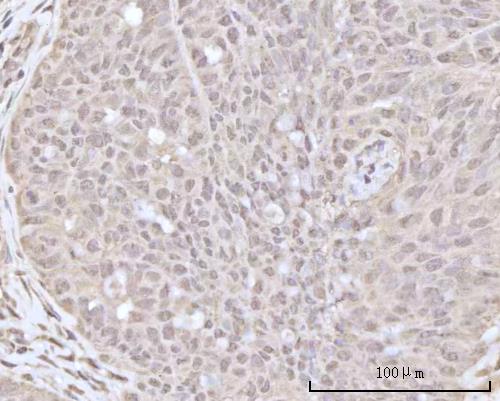 a06882 2 rcvrn primary antibodies ihc testing 4