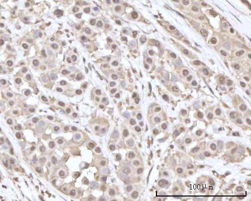 a06882 2 rcvrn primary antibodies ihc testing 5