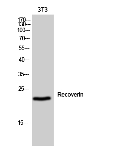 a06882 rcvrn primary antibodies wb testing 2