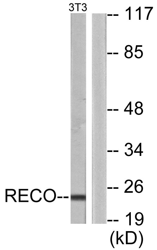 a06882 rcvrn primary antibodies wb testing 3