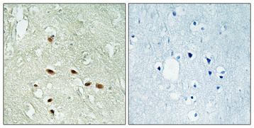 a06883 1 rraga primary antibodies ihc testing 5