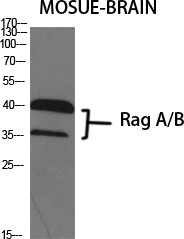 Western Blot analysis of various cells using Rag A/B Polyclonal Antibody diluted at 1:1000