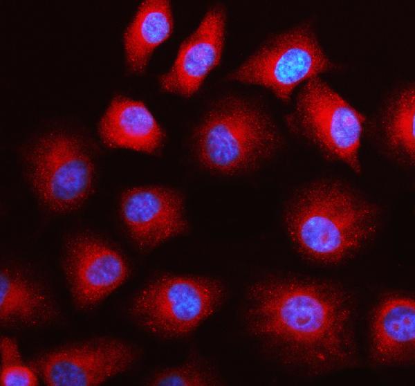 IF analysis of KYNU using anti-KYNU antibody (A06885-1)