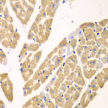 a06885 kynu primary antiboties ihc testing 2