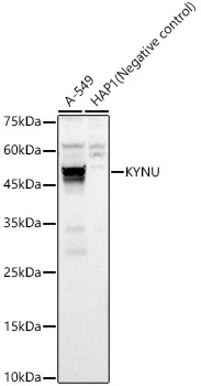 a06885 kynu primary antiboties wb testing 1