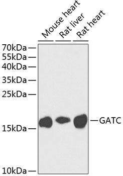 a06886 gatc primary antiboties wb testing 1