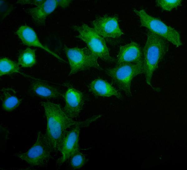 a06887 1 mief1 primary antibodies if testing 4