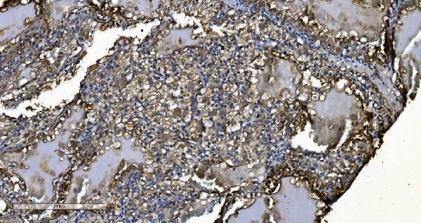 a06887 1 mief1 primary antibodies ihc testing 2