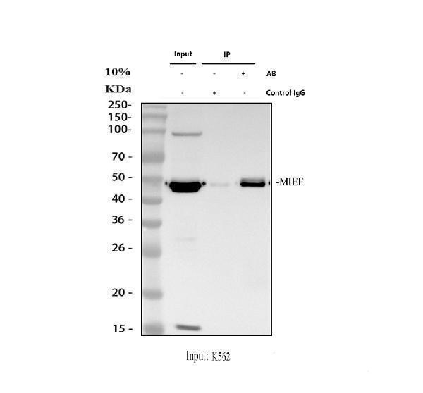 a06887 1 mief1 primary antibodies ip testing 1