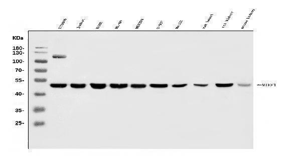a06887 1 mief1 primary antibodies wb testing 1
