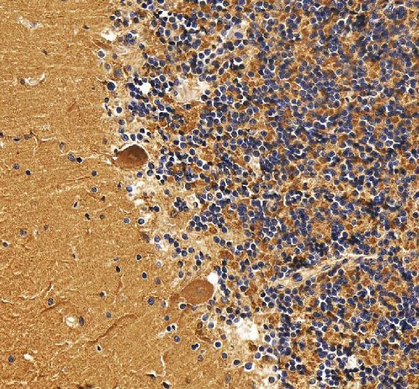 a06890 2 dnm3 primary antibodies ihc testing 4