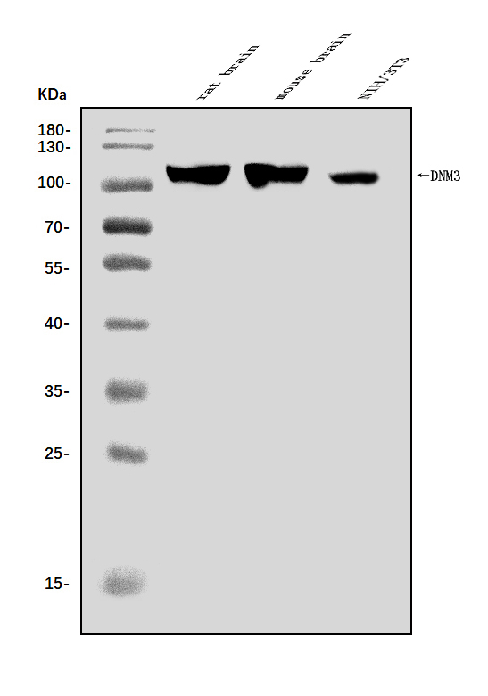 a06890 2 dnm3 primary antibodies wb testing 1