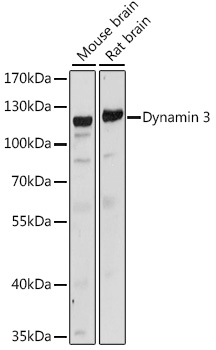 a06890 dnm3 primary antiboties wb testing 1