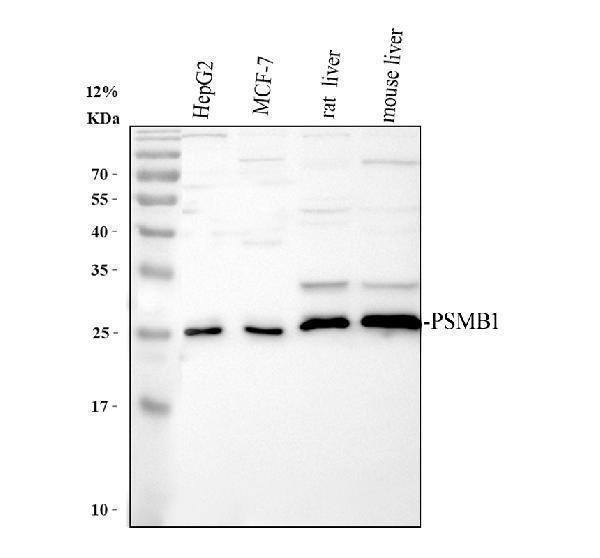 a06891 1 psmb1 primary antibodies wb testing 2