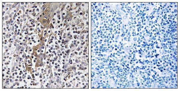 a06892 tmc8 primary antibodies ihc testing 1