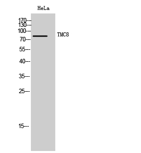 a06892 tmc8 primary antibodies wb testing 2