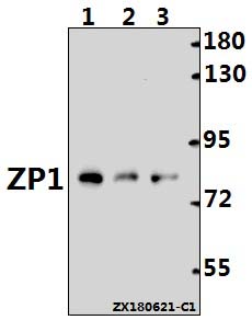 a06897 zp1 primary antiboties wb testing 1