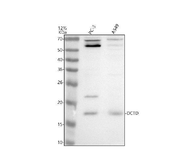 Western blot analysis of DCTD using anti-DCTD antibody (A06902-1)
