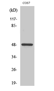 Western Blot analysis of various cells using Casein Kinase Iγ1 Polyclonal Antibody