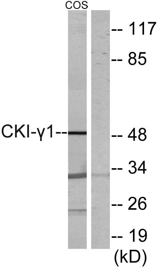 Western blot analysis of lysates from COS7 cells, using CKI-gamma1 Antibody