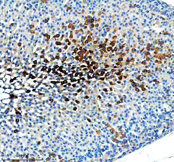 a06908 2 entpd5 primary antibodies ihc testing 4